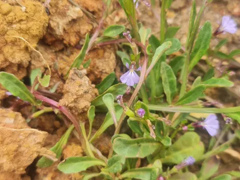 Lobelia anceps