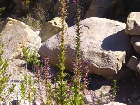Lobelia decurrens