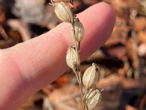 Indian tobacco