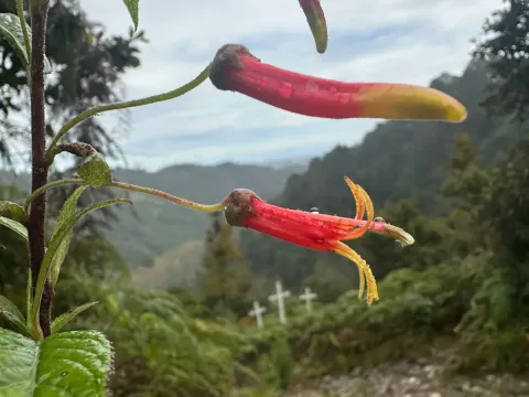 Lobelia laxiflora
