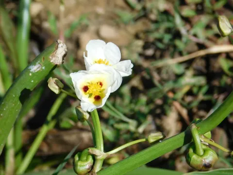 Lophotocarpus
