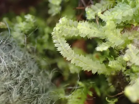 Lophocolea
