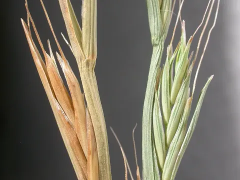 Persian ryegrass