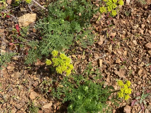Lomatium