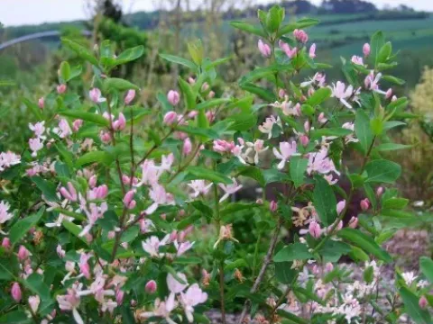 Lonicera amoena