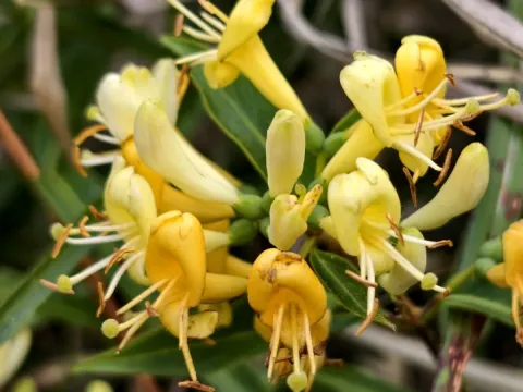 Lonicera alseuosmoides