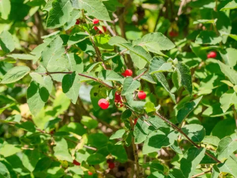 Altmann's Honeysuckle