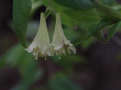American fly honeysuckle