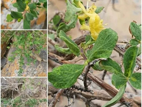 Bristly honeysuckle