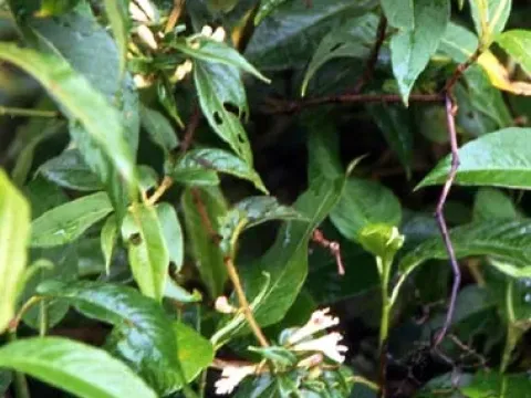 Two-colored honeysuckle