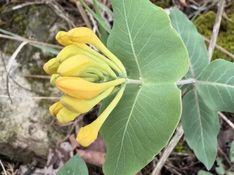 Yellow honeysuckle