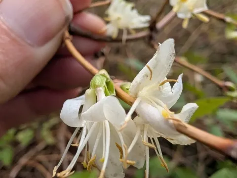 Winter honeysuckle
