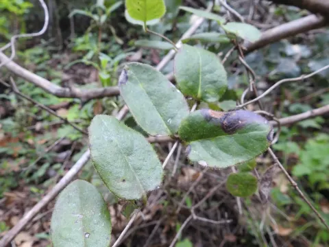 Hairy honeysuckle