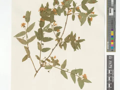 Small-flowered honeysuckle