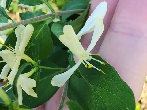 Morrow's honeysuckle