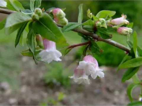 Myrtle-leaved honeysuckle