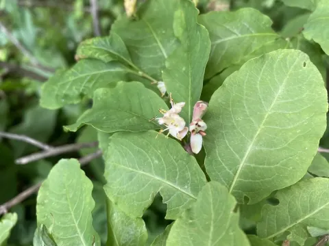 Oriental honeysuckle