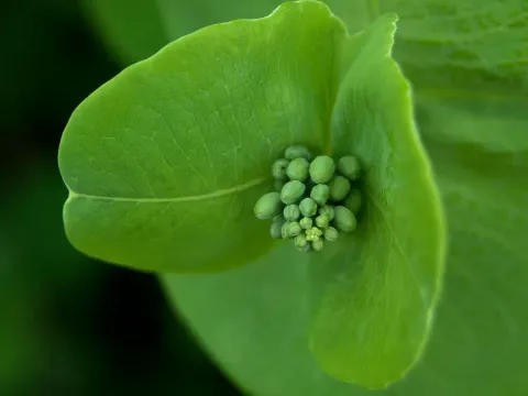 Grape honeysuckle