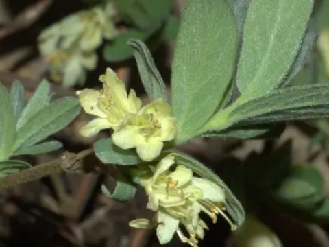 Prostrate honeysuckle
