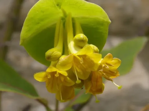 Lonicera subaequalis