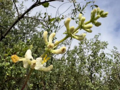 Chaparral honeysuckle