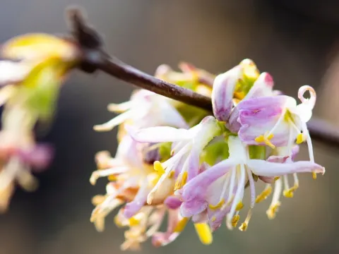 Lilac-flowered honeysuckle