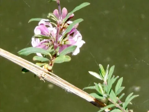 Tibetan honeysuckle