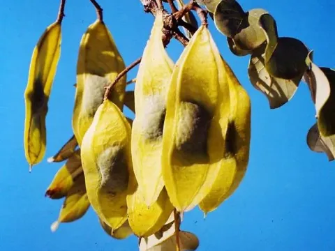 Pterocarpus brenanii