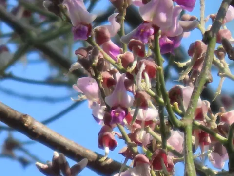 Lonchocarpus