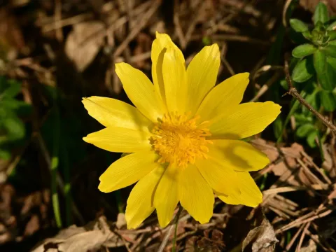 Adonis