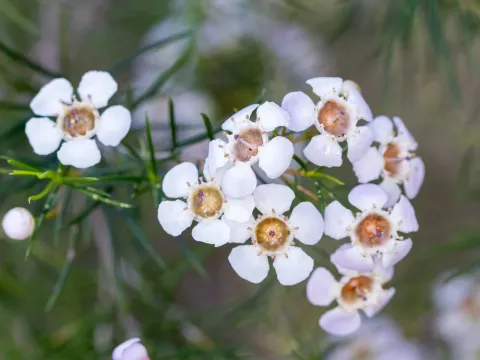 Chamelaucium