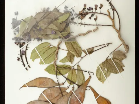 Lonchocarpus violaceus