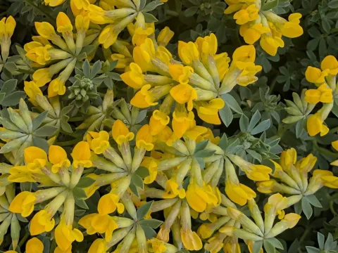 Lotus cytisoides