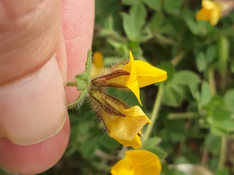 Edible lotus