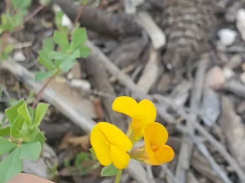 Lotus peregrinus