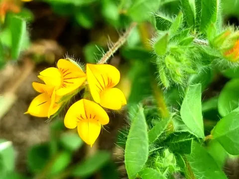 Lotus hispidus