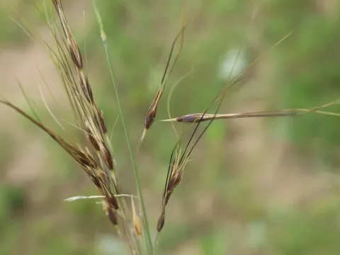 Loudetia