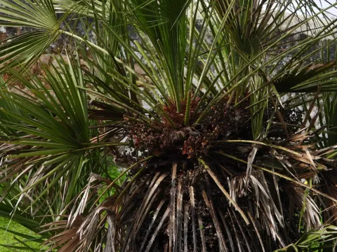 European fan palm
