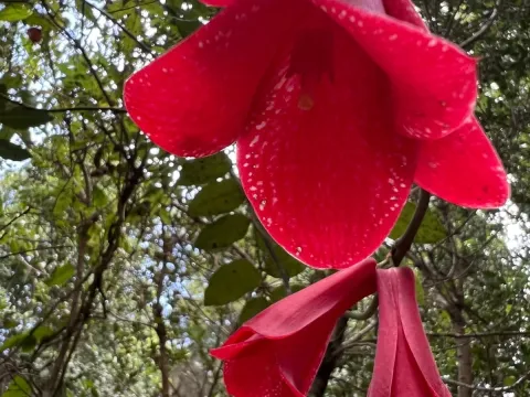Lapageria rosea