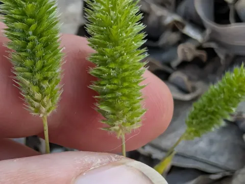 Rostraria