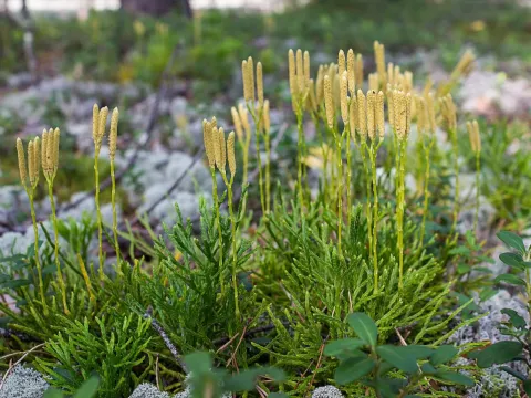 Stag's-horn clubmoss