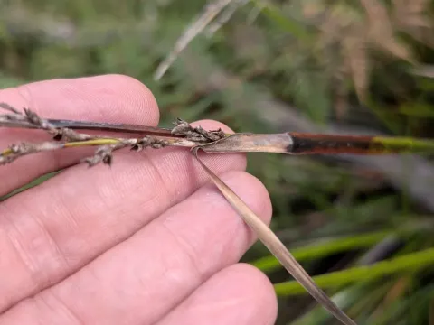 Lepidosperma laterale