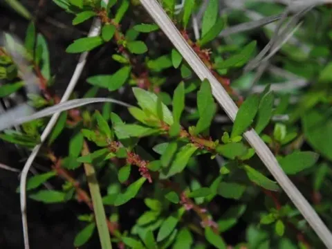 Laurembergia tetandra
