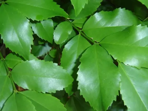 Laurelia serrata