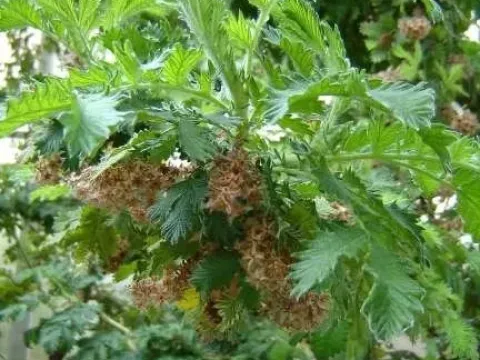 Левкозидея