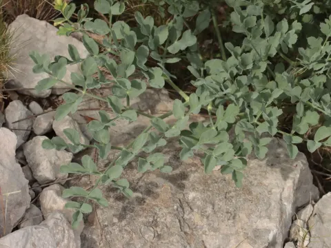 Laserpitium