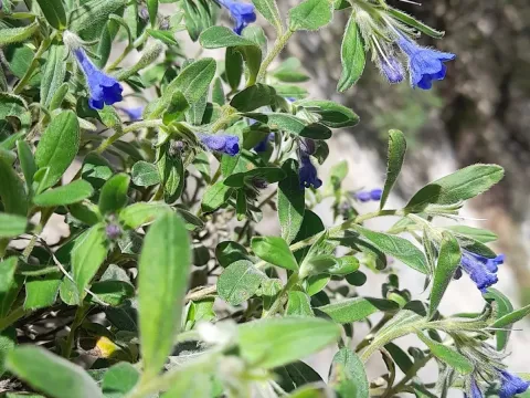 Гландора маслинолиста