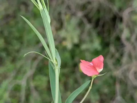 Amphicarpic vetch