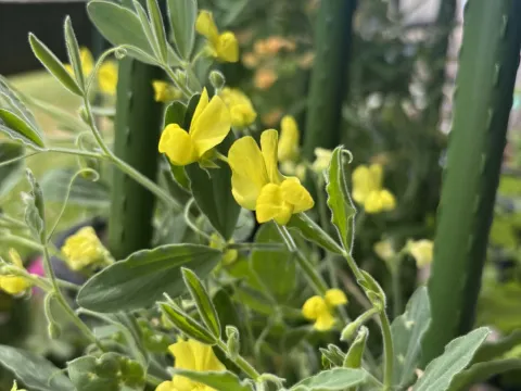 Lathyrus chrysanthus