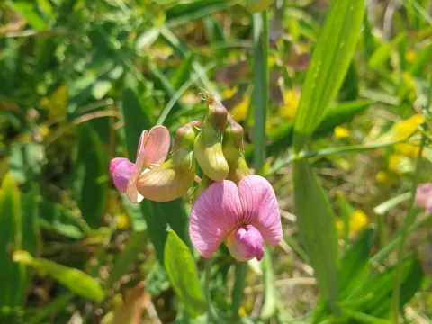 Perennial peavine